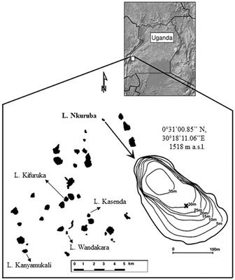 Long-Term Hydrologic Fluctuations and Dynamics of Primary Producers in a Tropical Crater Lake